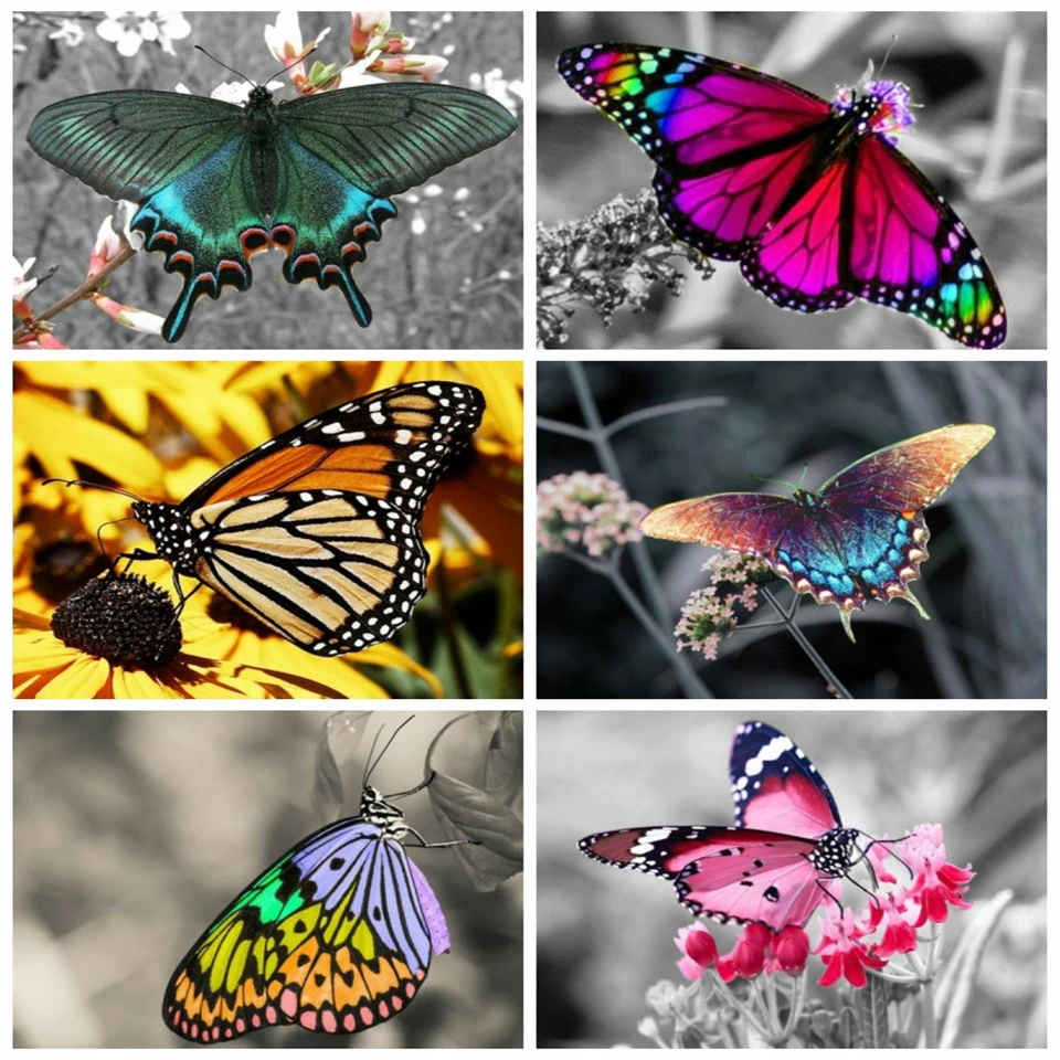 AZQSD 5D Diamond Embroidery Butterfly Full Square Drill Rhinestones DIY Diamond Painting Animal Handmade Gift Home Decortion
AZQSD 5D Diamond Embroidery Butterfly Full Square Drill Rhinestones DIY Diamond Painting Animal Handmade Gift Home Decortion