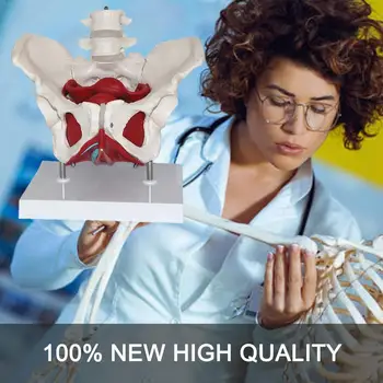Removable Female Pelvis Skeleton Model PVC Pelvic Floor Teaching Props Educational Muscle Model Ovary Uterus Resources X9W7
Removable Female Pelvis Skeleton Model PVC Pelvic Floor Teaching Props Educational Muscle Model Ovary Uterus Resources X9W7