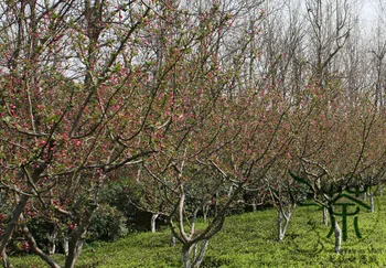 Malus Halliana Hall Crabapple Chui-Si Hai-Tang
Malus Halliana Hall Crabapple Chui-Si Hai-Tang