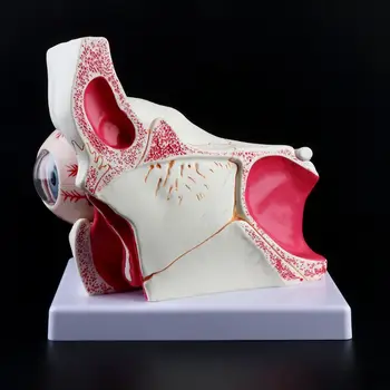 3 Times Human Eyeball and Eyelid Skeleton Model Orbit Anatomical Study Display Teaching Resource Tool D08B