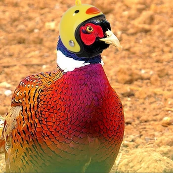 Pet Supplies Funny Protection Chicken Helmet Parrot Duck Goose Safety Helmet Bird Helmet Headgear Pet Toy
Pet Supplies Funny Protection Chicken Helmet Parrot Duck Goose Safety Helmet Bird Helmet Headgear Pet Toy