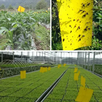 10pcs Strong Flies Traps Bugs Sticky Board Catching Aphid Insects Pest Killer Outdoor Fly Trap for Aphids Fungus GnatsLeaf
10pcs Strong Flies Traps Bugs Sticky Board Catching Aphid Insects Pest Killer Outdoor Fly Trap for Aphids Fungus GnatsLeaf