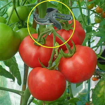 31PCS Plant Clips Durable Reusable Garden Flower Vine Lever Clips Loop Garden Tool Set For Supporting Straightening 
31PCS Plant Clips Durable Reusable Garden Flower Vine Lever Clips Loop Garden Tool Set For Supporting Straightening