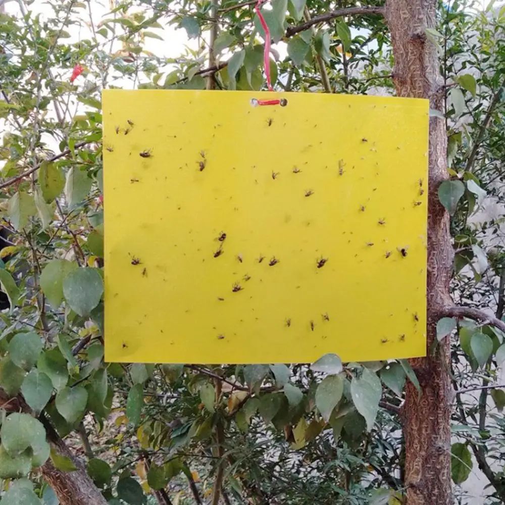 20PCS 20*30cm Yellow Board Trap Insect Sticky Board Double-sided Paper Sticking Sticky Mosquito Small Black Insect 30P
20PCS 20*30cm Yellow Board Trap Insect Sticky Board Double-sided Paper Sticking Sticky Mosquito Small Black Insect 30P