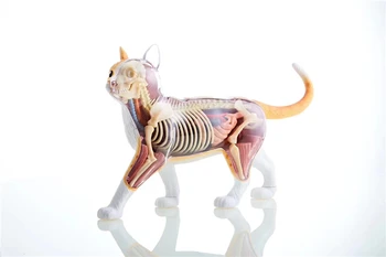 Orange yellow cat 4d master puzzle Assembling toy Animal Biology organ anatomical model medical teaching model
Orange yellow cat 4d master puzzle Assembling toy Animal Biology organ anatomical model medical teaching model