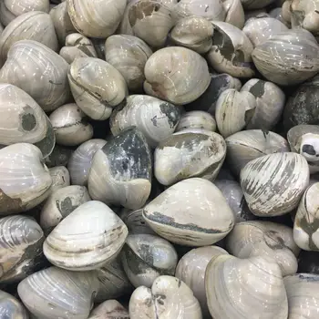 Madagascar Shell Fossil 
Madagascar Shell Fossil