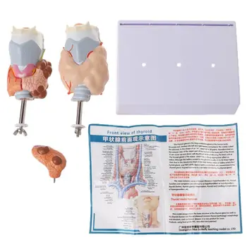 Human Thyroid Anatomical Pathology Model Normal and Disease Pathologies Medical Teaching Resource Tool 19QA