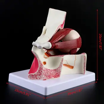 3 Times Human Eyeball and Eyelid Skeleton Model Orbit Anatomical Study Display Teaching Resource Tool
3 Times Human Eyeball and Eyelid Skeleton Model Orbit Anatomical Study Display Teaching Resource Tool