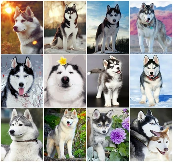 HUACAN Paint By Number Animal Drawing On Canvas Hand Painted Paintings Dog DIY Pictures By Numbers Husky Kits Home Decor
HUACAN Paint By Number Animal Drawing On Canvas Hand Painted Paintings Dog DIY Pictures By Numbers Husky Kits Home Decor