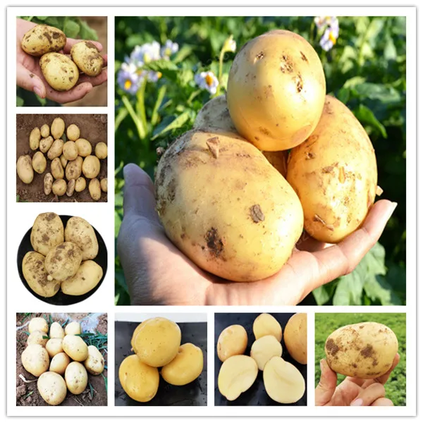 100 Pcs Giant Nutrition Yellow Potato plants Perennial Bonsai Tree Anti-wrinkle Vegetable planting For Home Garden
100 Pcs Giant Nutrition Yellow Potato plants Perennial Bonsai Tree Anti-wrinkle Vegetable planting For Home Garden
