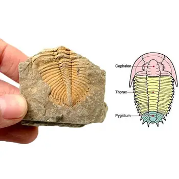 1 pcs Natural Fossil Trilobite Tail Animal Coral Trilobite Crown Stone Insect Tail Science Teaching Specimen Collection Science
1 pcs Natural Fossil Trilobite Tail Animal Coral Trilobite Crown Stone Insect Tail Science Teaching Specimen Collection Science