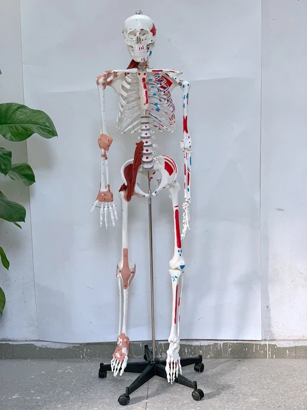 170CM 1:1 Human Skeleton Model 206 Bones Bone Full Body Muscle Ligament Color Medical Supply | Канцтовары для офиса и дома
