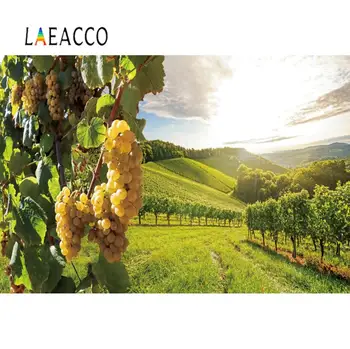 Laeacco Photography Background Vineyard Manor Green Grass Autumn Harvest Season Scenic Photo Backdrops Photocall Photo Studio
Laeacco Photography Background Vineyard Manor Green Grass Autumn Harvest Season Scenic Photo Backdrops Photocall Photo Studio