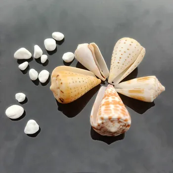 5PCS Seashells Natural Tabby Shell Conch Nautical Decor Fossil Specimen Beach Ornaments Bracelet Necklace DIY Jewelry Making
5PCS Seashells Natural Tabby Shell Conch Nautical Decor Fossil Specimen Beach Ornaments Bracelet Necklace DIY Jewelry Making