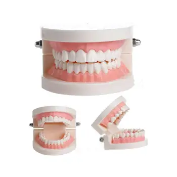 Hot Dental Implant Disease Teeth Model Gums Standard Audlt Teeth Model For Medical Science Dental Disease Teaching Study 
Hot Dental Implant Disease Teeth Model Gums Standard Audlt Teeth Model For Medical Science Dental Disease Teaching Study