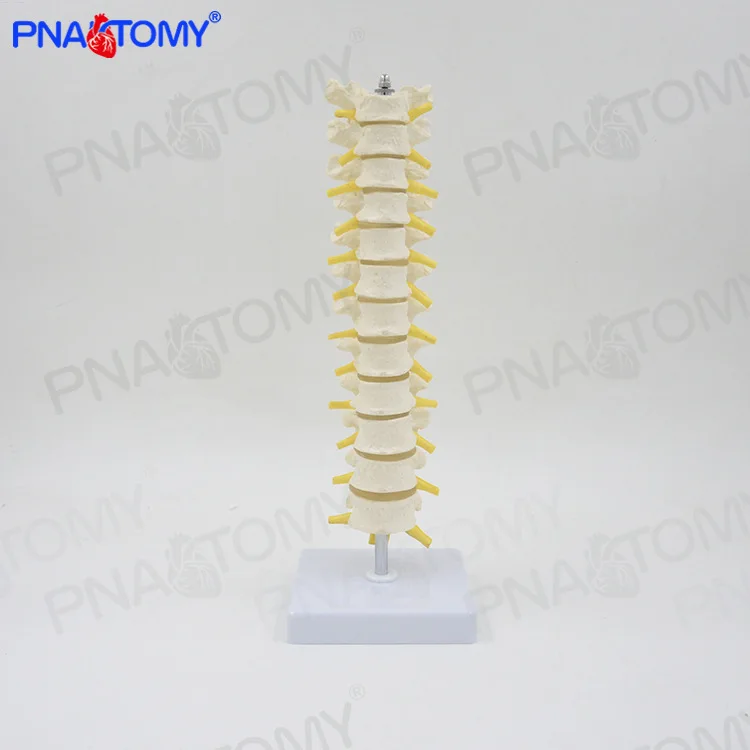 1:1 Human Thoracic Spine Model, Spine, Lumbar Spine, Cervical Spine, Thoracic Spine, Orthopedic Bone Model Skeleton Anatomy
1:1 Human Thoracic Spine Model, Spine, Lumbar Spine, Cervical Spine, Thoracic Spine, Orthopedic Bone Model Skeleton Anatomy