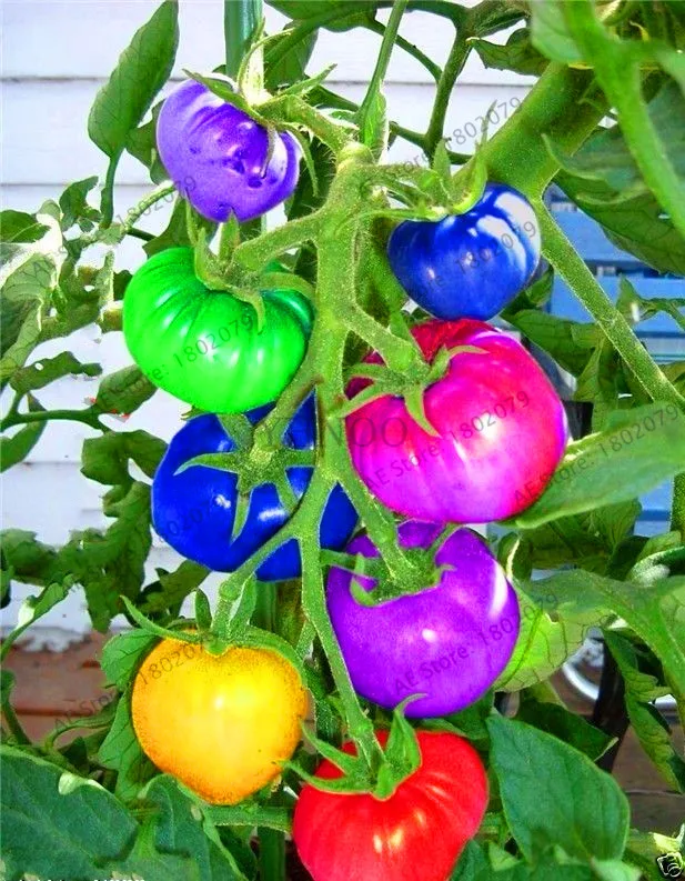 Genuine!100 Rainbow dwarf tomato, rare tomato Plants, bonsai organic vegetable & fruit Plantas,plant for garden,#JDJX64
Genuine!100 Rainbow dwarf tomato, rare tomato Plants, bonsai organic vegetable & fruit Plantas,plant for garden,#JDJX64