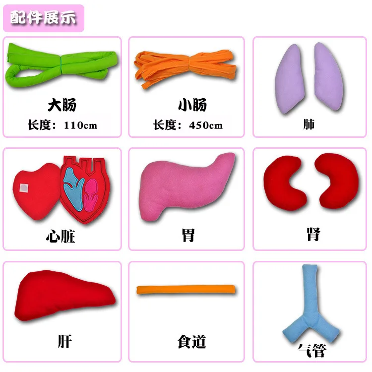 Lelebe Visceral Apron Kindergarten Science Educational Toy Human Stereo Visceral Early Education Popularization of Science Teach
Lelebe Visceral Apron Kindergarten Science Educational Toy Human Stereo Visceral Early Education Popularization of Science Teach
