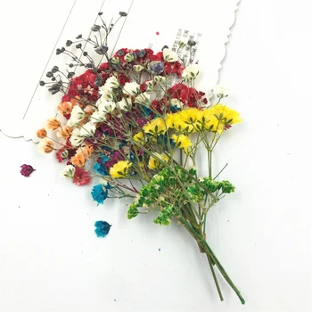 Mix Preserved Flower Gypsophila Natural Dried Flowers for Art Craft Scrapbooking Resin Jewelry Craft Making Epoxy Mold Filling 
Mix Preserved Flower Gypsophila Natural Dried Flowers for Art Craft Scrapbooking Resin Jewelry Craft Making Epoxy Mold Filling