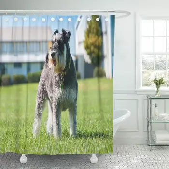 Shower Curtain Canine Animal Happy Miniature Schnauzer Out Enjoying Nature Breed Shower Curtains Sets with 12 Hooks 72 x 72
Shower Curtain Canine Animal Happy Miniature Schnauzer Out Enjoying Nature Breed Shower Curtains Sets with 12 Hooks 72 x 72