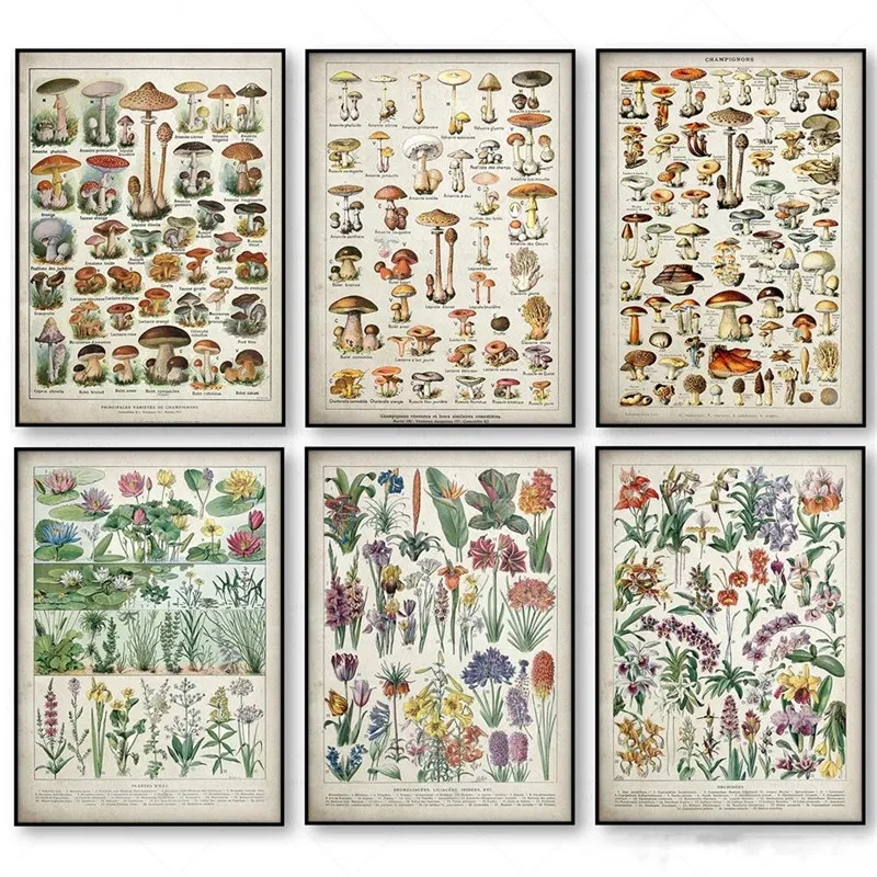 Botanical Educational Poster Canvas Painting Mushrooms Champignons Identification Reference Chart Office School Decor Frameless
Botanical Educational Poster Canvas Painting Mushrooms Champignons Identification Reference Chart Office School Decor Frameless