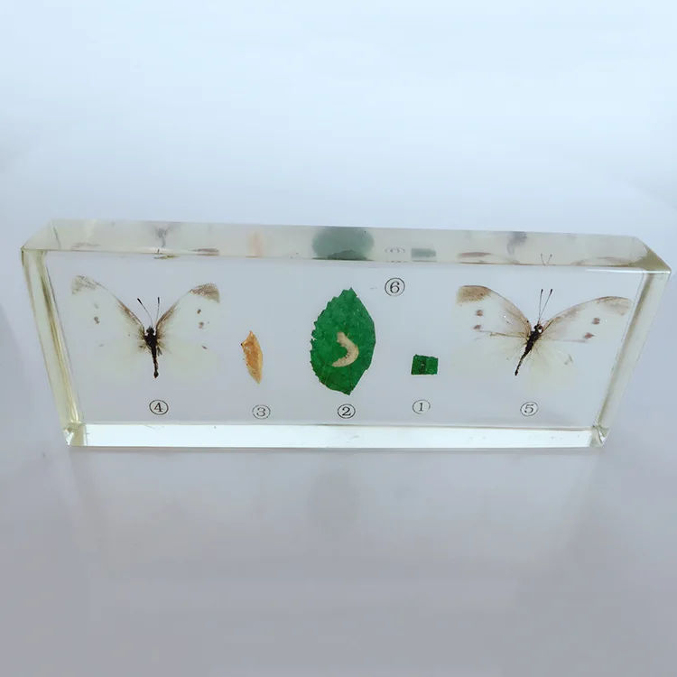 Common Cabbage Worm Growth Development Process Specimen Model Real Cabbage Butterfly Specimen Biologic Entomology Teaching Aids
Common Cabbage Worm Growth Development Process Specimen Model Real Cabbage Butterfly Specimen Biologic Entomology Teaching Aids