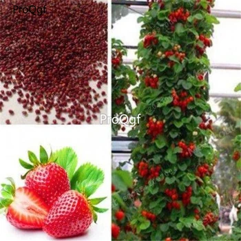 Ngryise 8000Pcs A Set German Strawberry
Ngryise 8000Pcs A Set German Strawberry