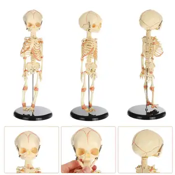 Model Skeleton Infant Skeletal Model 36cm Baby Fetus Skeleton Specimen Halloween Prop Horror Freak Model Head Skull Research
Model Skeleton Infant Skeletal Model 36cm Baby Fetus Skeleton Specimen Halloween Prop Horror Freak Model Head Skull Research