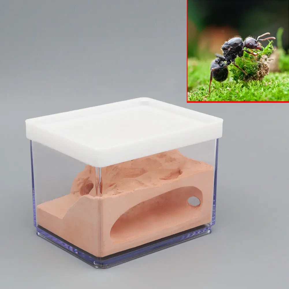 For Small Ant Colony Ant Nest Housing Farm Box Housing Farm Case PC Case Ant Box Formicarium
For Small Ant Colony Ant Nest Housing Farm Box Housing Farm Case PC Case Ant Box Formicarium