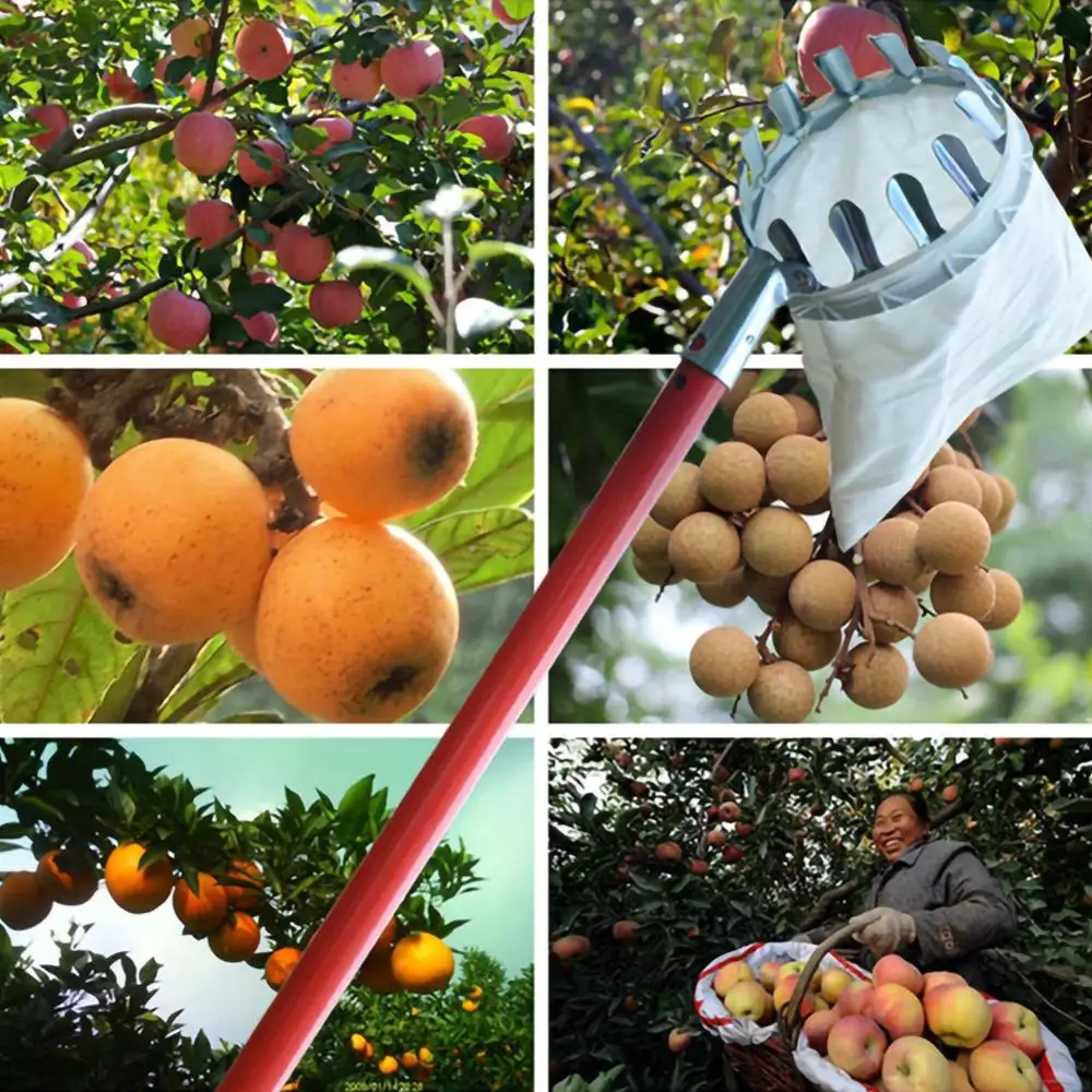 Fruit Picker Agricultural Garden Hardware Tools Metal Fruit Picker Catcher Convenient Fruit Picking Equipment For Garden Farm
Fruit Picker Agricultural Garden Hardware Tools Metal Fruit Picker Catcher Convenient Fruit Picking Equipment For Garden Farm