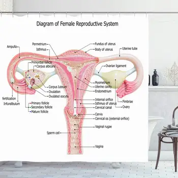 Shower Curtain Set with Hooks 72x78 Inches Period Reproductive System White Follicle Treatment Diagram Drawing Anatomy Science
Shower Curtain Set with Hooks 72x78 Inches Period Reproductive System White Follicle Treatment Diagram Drawing Anatomy Science