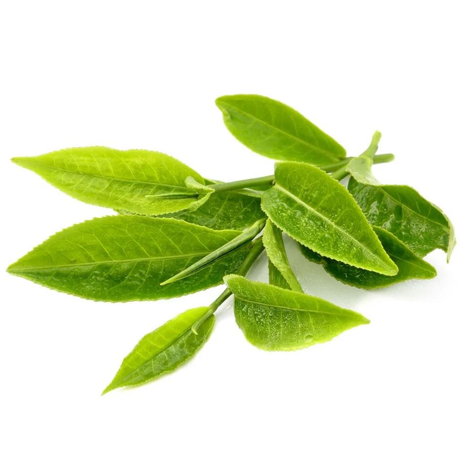 AKARZ Famous brand natural aromatherapy green tea essential oil