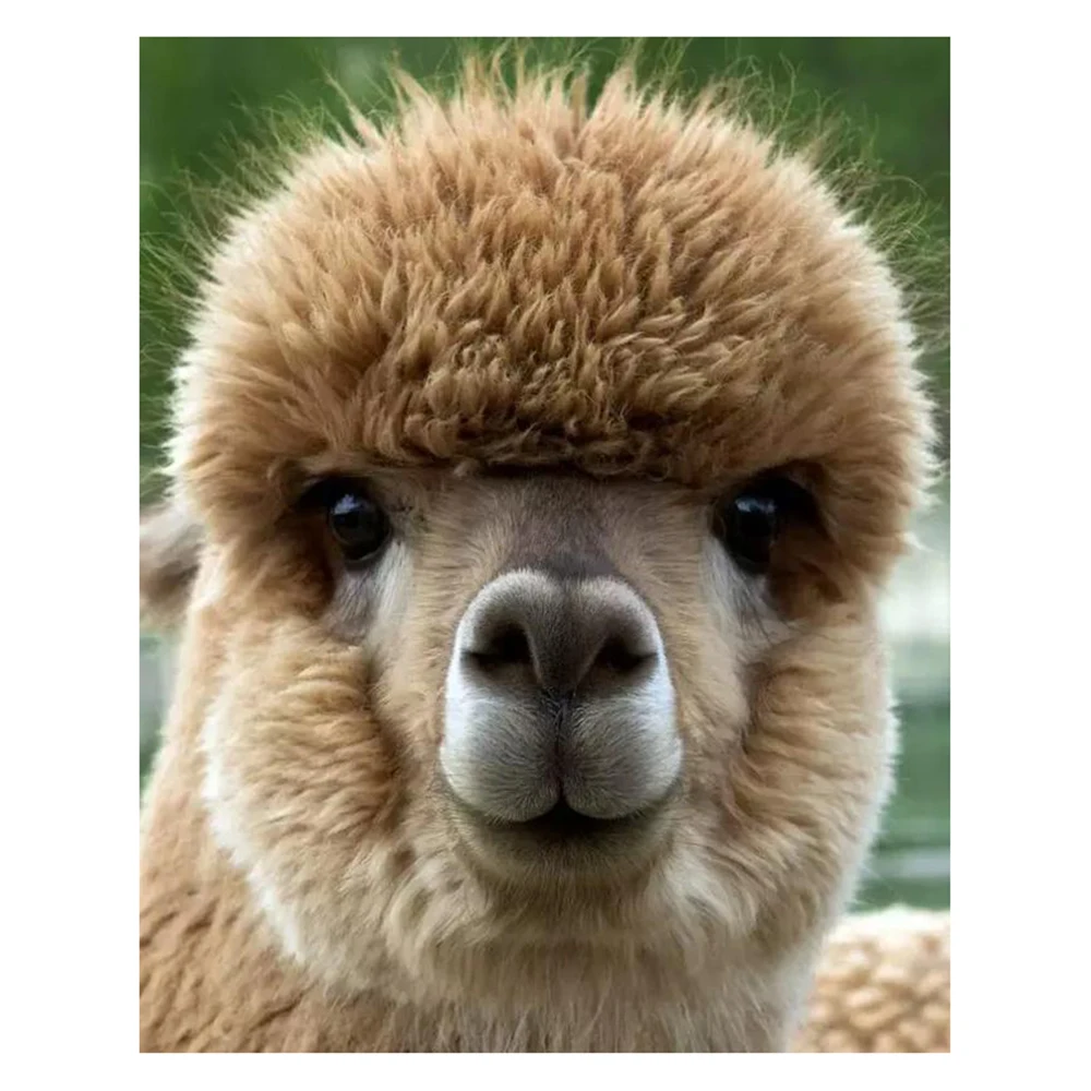 Dpsprue Full Square/Round 5D DIY Diamond Painting Kit "Alpaca Animal" Diamond Embroidery Mosaic Cross Stitch 3D Decor Gift DFS10