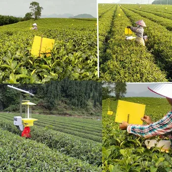 1/20/50pcs Dual-Sided Sticky Traps for Garden Flying Plant Insect Fungus DC112 
1/20/50pcs Dual-Sided Sticky Traps for Garden Flying Plant Insect Fungus DC112