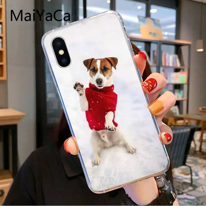 Jack Russell Terrier Dog