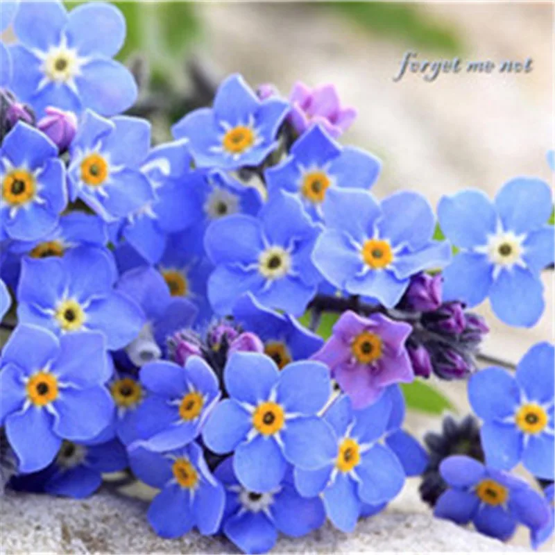 100 PCS/Pack,myosotis sylvatica flower flores, beautiful and impressive ,Potted bonsai plants for home garden and windowsill
100 PCS/Pack,myosotis sylvatica flower flores, beautiful and impressive ,Potted bonsai plants for home garden and windowsill