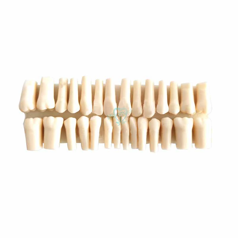 28PCS Resin Simulation Tooth Grain Dental Model For Dentist Exam Preparation Teaching High Quality
28PCS Resin Simulation Tooth Grain Dental Model For Dentist Exam Preparation Teaching High Quality