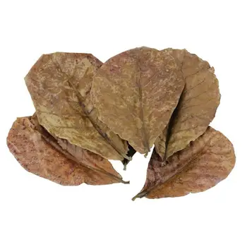 Grade A Natural Terminalia Catappa Foetida Leave Island Almond Leaf Crystal Shrimp Cleaning/Treatment Water Quality 10 pcs/bag
Grade A Natural Terminalia Catappa Foetida Leave Island Almond Leaf Crystal Shrimp Cleaning/Treatment Water Quality 10 pcs/bag