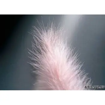 63820006 feathers marabou Gloria ex
63820006 feathers marabou Gloria ex