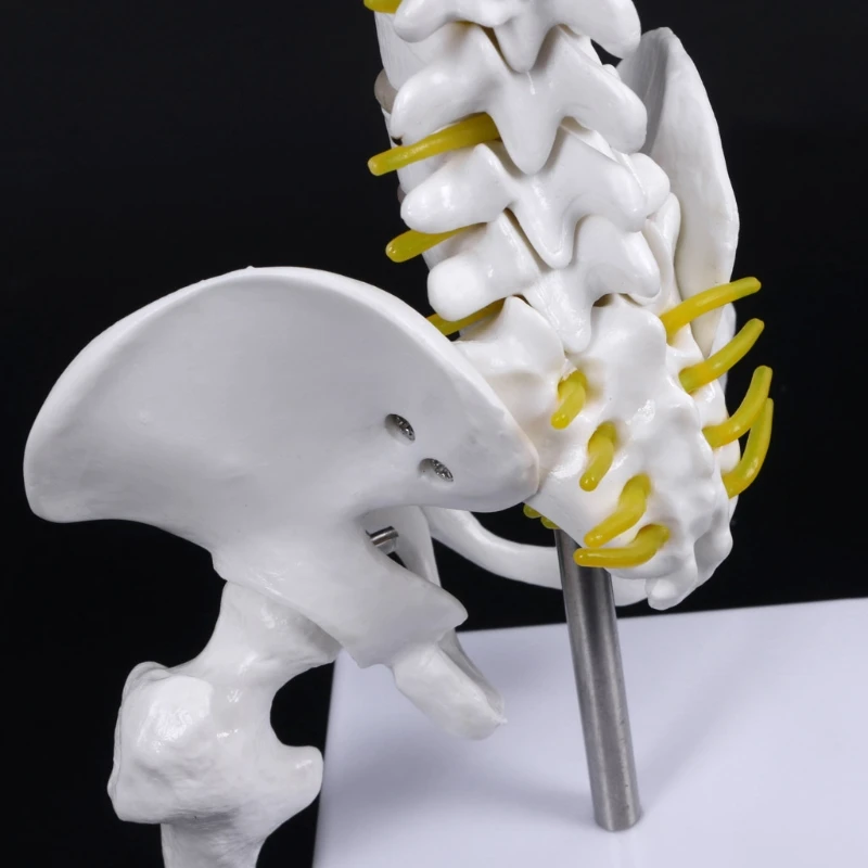 45cm Human Anatomical Spine with Pelvic Flexible Model Medical Learn Aid Anatomy LX9A
45cm Human Anatomical Spine with Pelvic Flexible Model Medical Learn Aid Anatomy LX9A