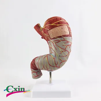 Human stomach anatomical model Digestive system model with digital detachable 1.5 times magnification stomach
Human stomach anatomical model Digestive system model with digital detachable 1.5 times magnification stomach