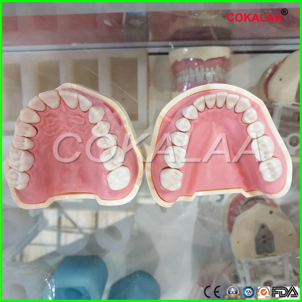 Dental Soft Gum Teeth Model Removable 28pc or 32pc can be select Teeth NISSIN 200 KAVO head model Compatible
Dental Soft Gum Teeth Model Removable 28pc or 32pc can be select Teeth NISSIN 200 KAVO head model Compatible