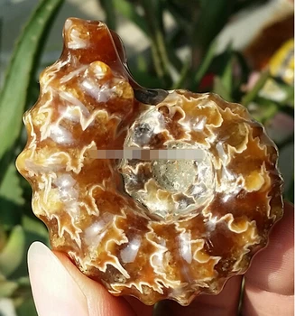 ---412++++51g High Quality Rare Polished "Goat Horn" Douvilleiceras Ammonite Fossil
---412++++51g High Quality Rare Polished "Goat Horn" Douvilleiceras Ammonite Fossil