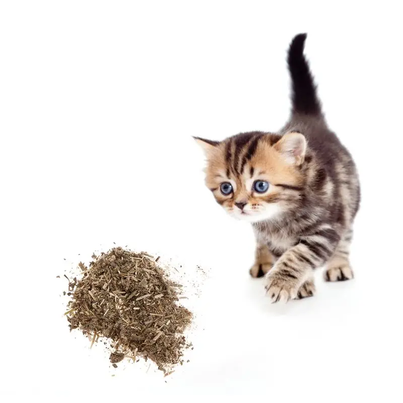 1/5/10 Bags Cat Catnip Powder Mint Natural Kitten Health Care Organic Pet Flavor 