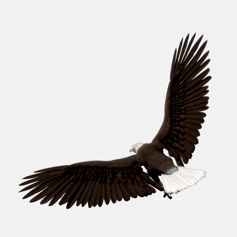 Personality Car Sticker Flying Soaring Eagle Motorcycle Decals Windshield High Quality Vinyl Reflective Scratches Waterproof PVC
Personality Car Sticker Flying Soaring Eagle Motorcycle Decals Windshield High Quality Vinyl Reflective Scratches Waterproof PVC