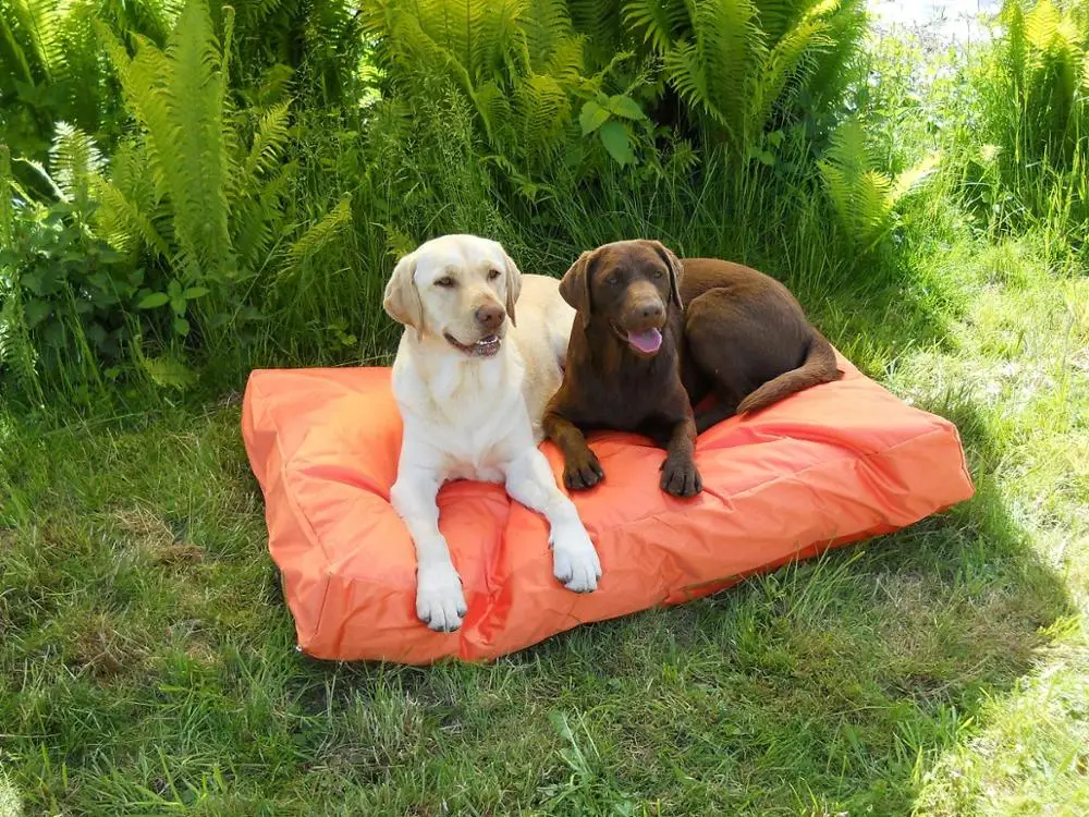 Orange Waterproof The Professional and Leading Manufacturer of Memory Foam Dog Bed in China & Memory Foam Dog Bed-Top!
Orange Waterproof The Professional and Leading Manufacturer of Memory Foam Dog Bed in China & Memory Foam Dog Bed-Top!