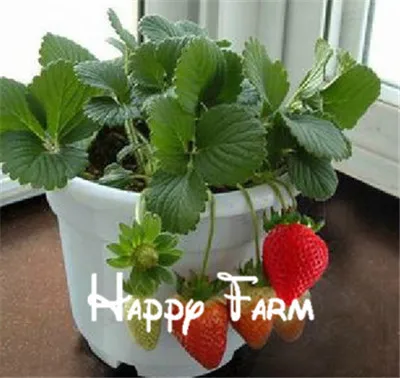 300pcs big giant red fruit strawberry flores DIY Garden fruit plantas balcony plante, potted plants, garden supplies, bonsai, ho
300pcs big giant red fruit strawberry flores DIY Garden fruit plantas balcony plante, potted plants, garden supplies, bonsai, ho