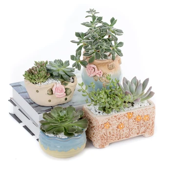 Meaty Flowerpot Ceramics Meaty Botany Coarse Pottery Purple Sand Plastic Simplicity Personality Originality Small Large
Meaty Flowerpot Ceramics Meaty Botany Coarse Pottery Purple Sand Plastic Simplicity Personality Originality Small Large