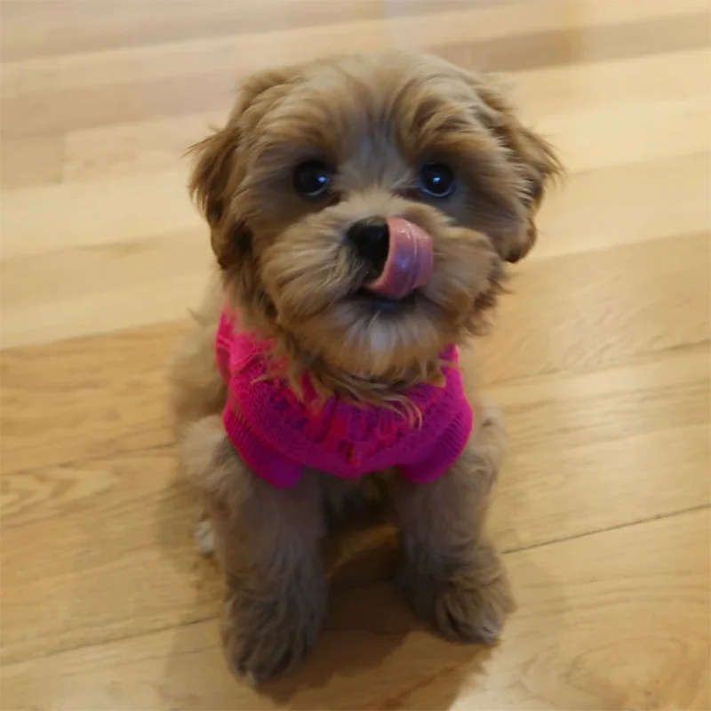 Dog Sweaters Winter Pet Clothes for Small Dogs Warm Sweater Coat Outfit. Dog Sweaters Winter Pet Clothes for Small Dogs Warm Sweater Coat Outfit.
