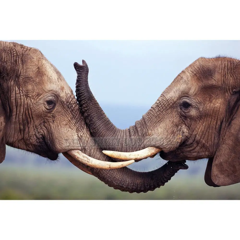 5d diy diamond Painting Animal elephants wild life Full Drill Diamond embroidery Cross Stitch Mosaic Craft Kit Home Decor Gift
5d diy diamond Painting Animal elephants wild life Full Drill Diamond embroidery Cross Stitch Mosaic Craft Kit Home Decor Gift